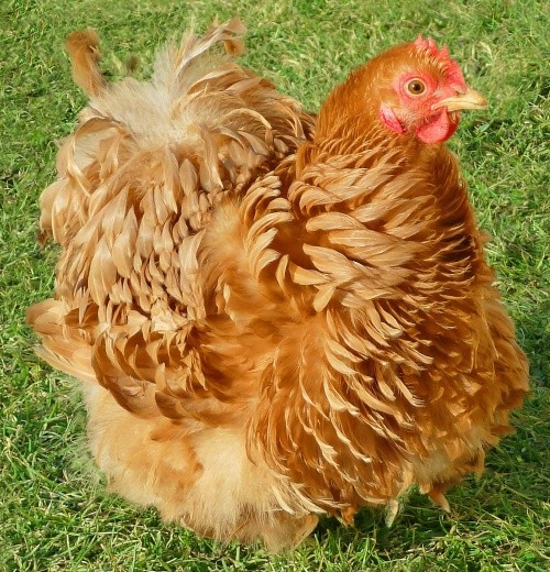 fichier pekin poule png wikipedia fichier pekin poule png wikipedia