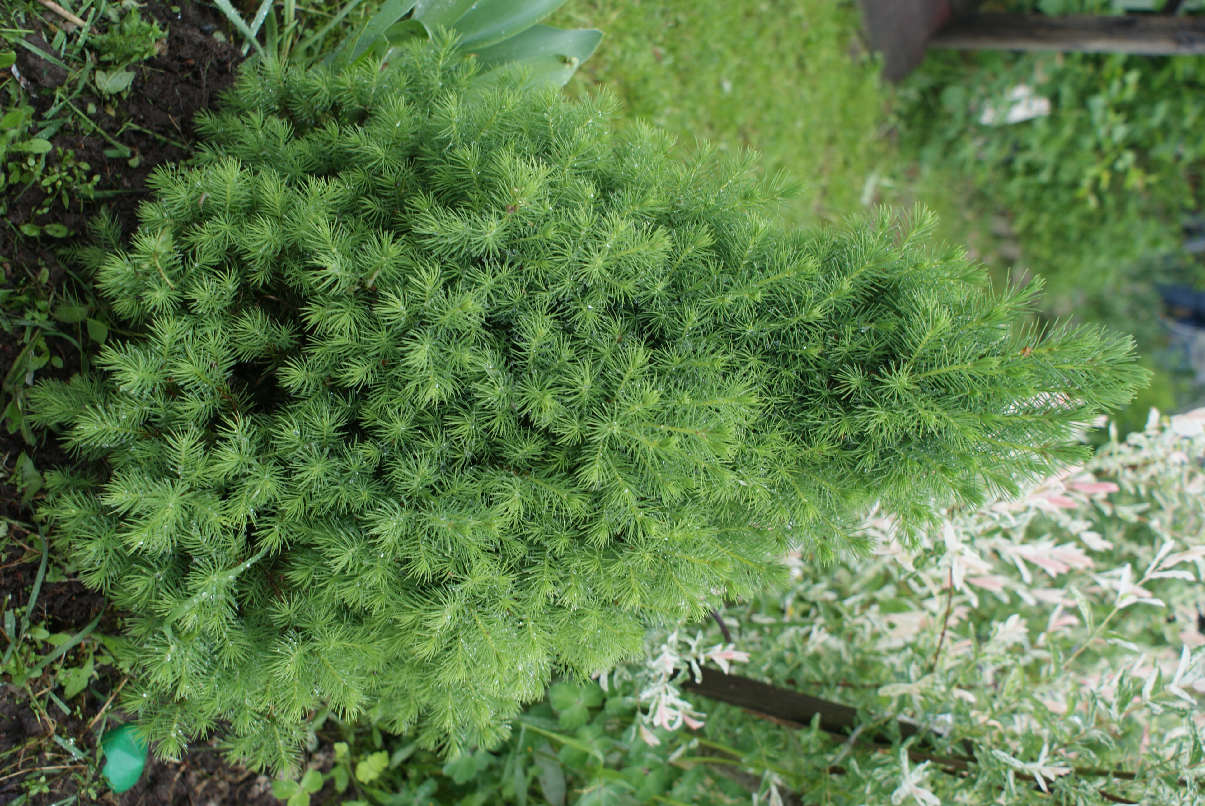 Picea glauca conica фото