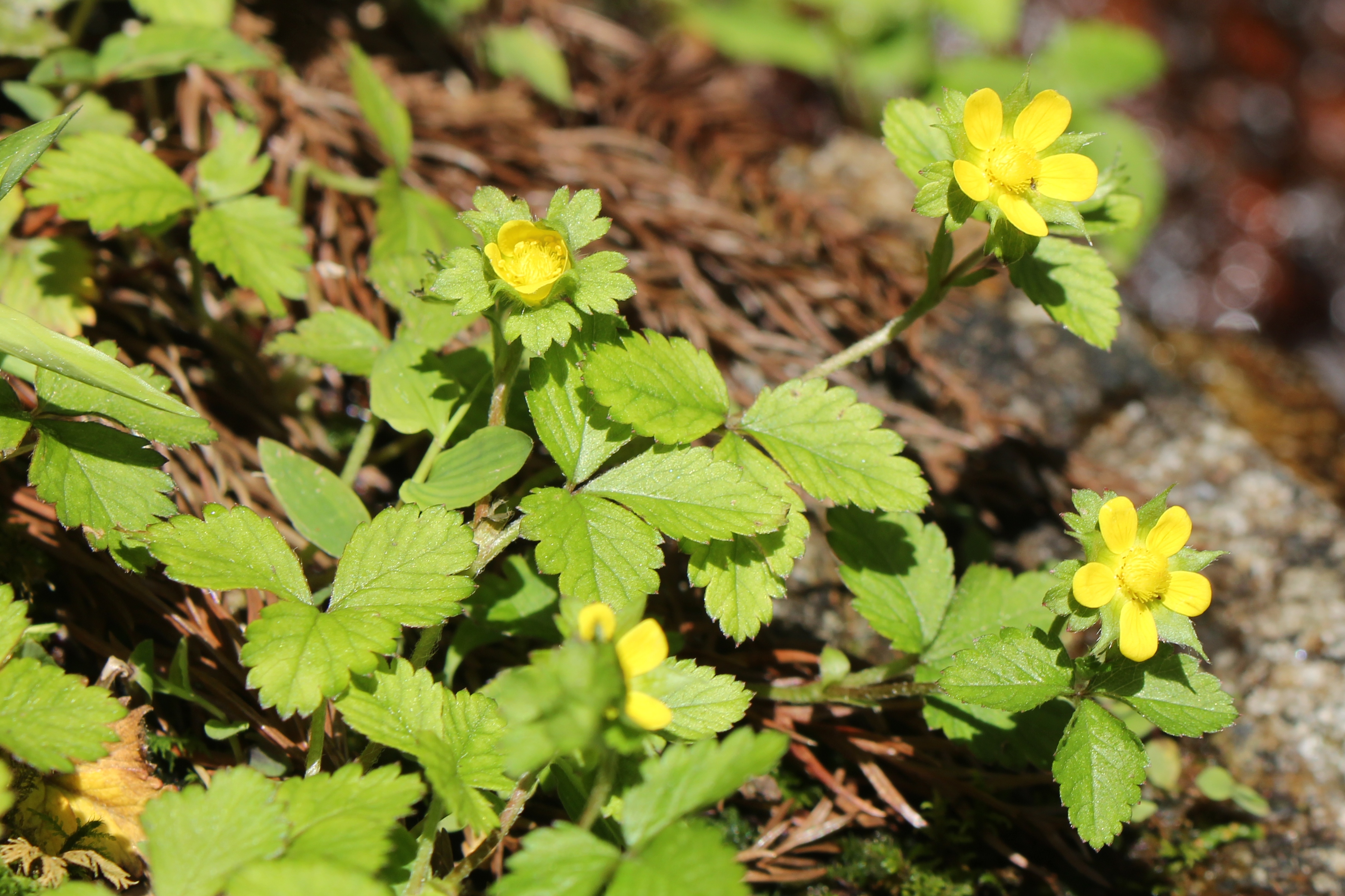 File Potentilla Hebiichigo Flower S3 Jpg Wikimedia Commons