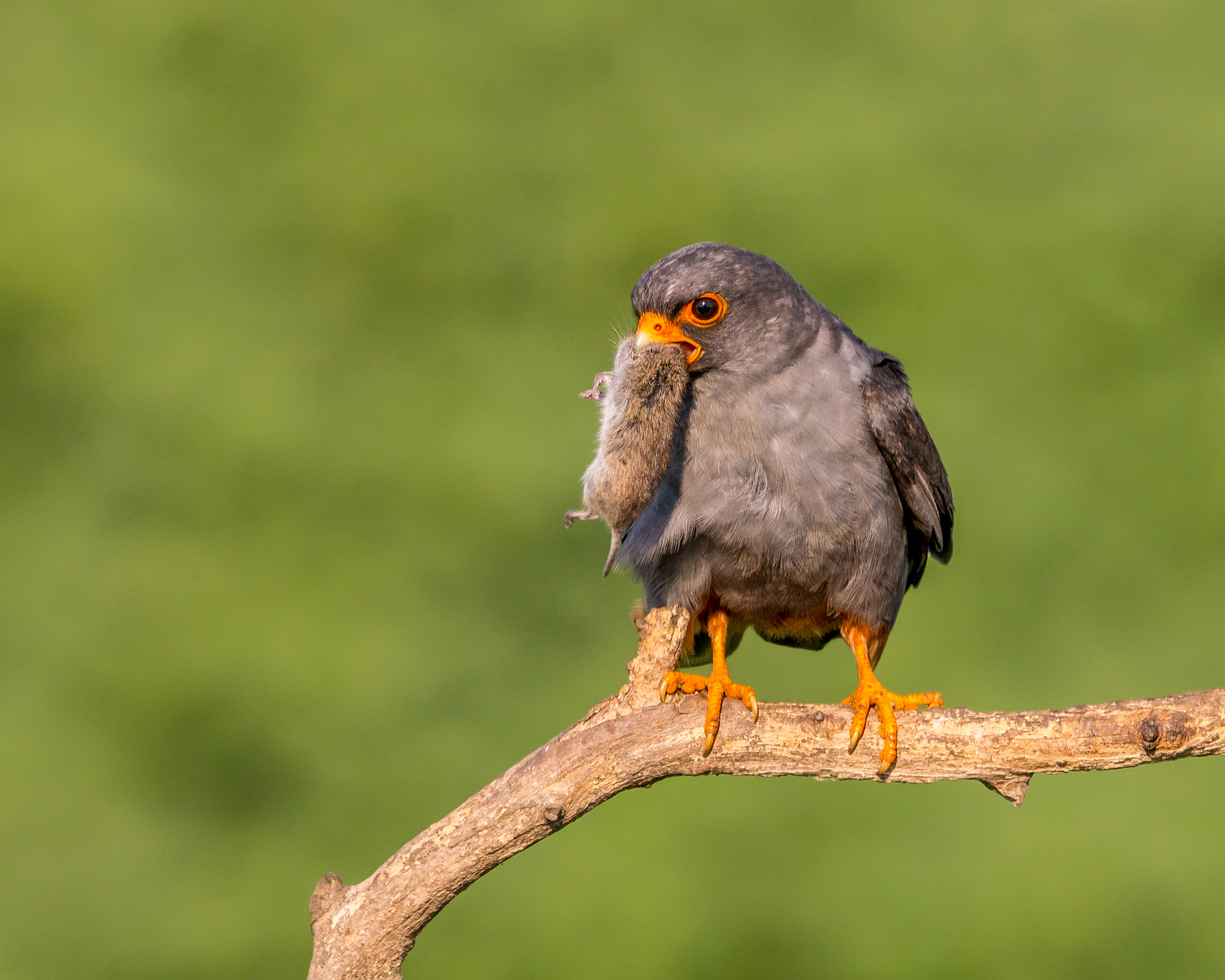 Image result for Red-footed falcon