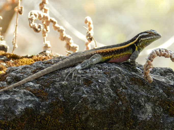 File:Sceloporus smithi.jpeg