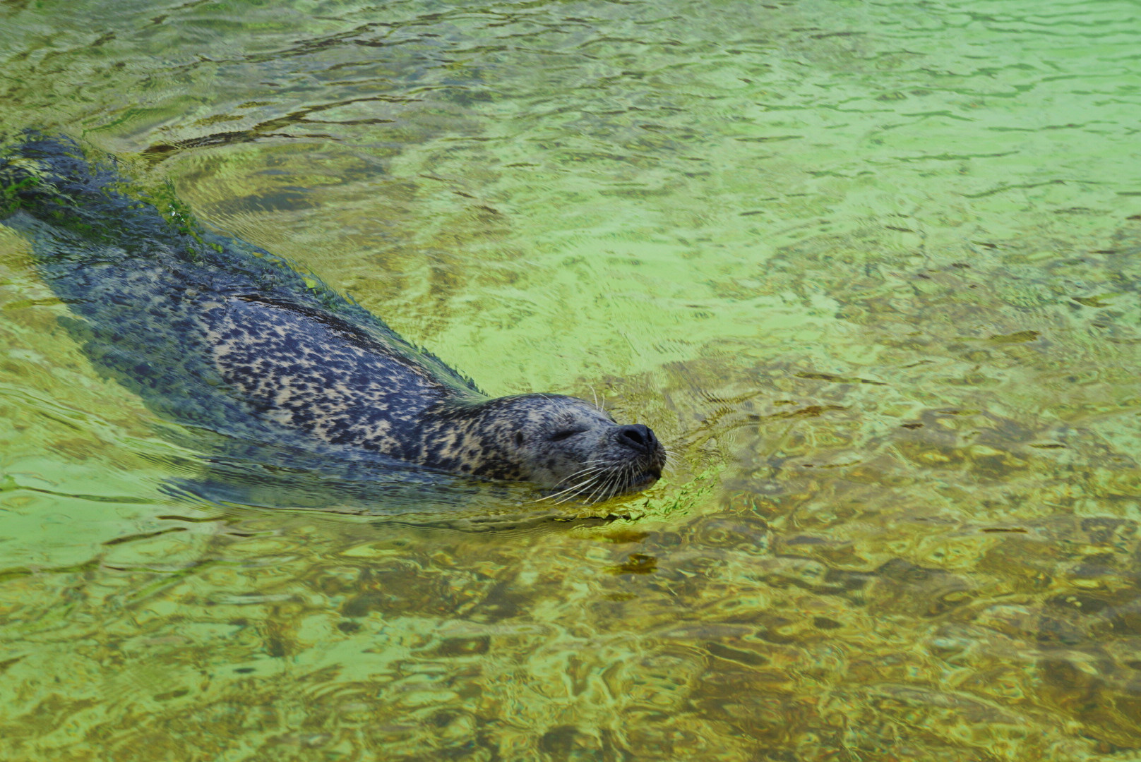 The seals are swimming now