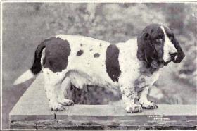 File:Smooth-coated French Basset Hound from 1915.JPG