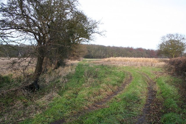 File:Southrey Wood - geograph.org.uk - 95336.jpg