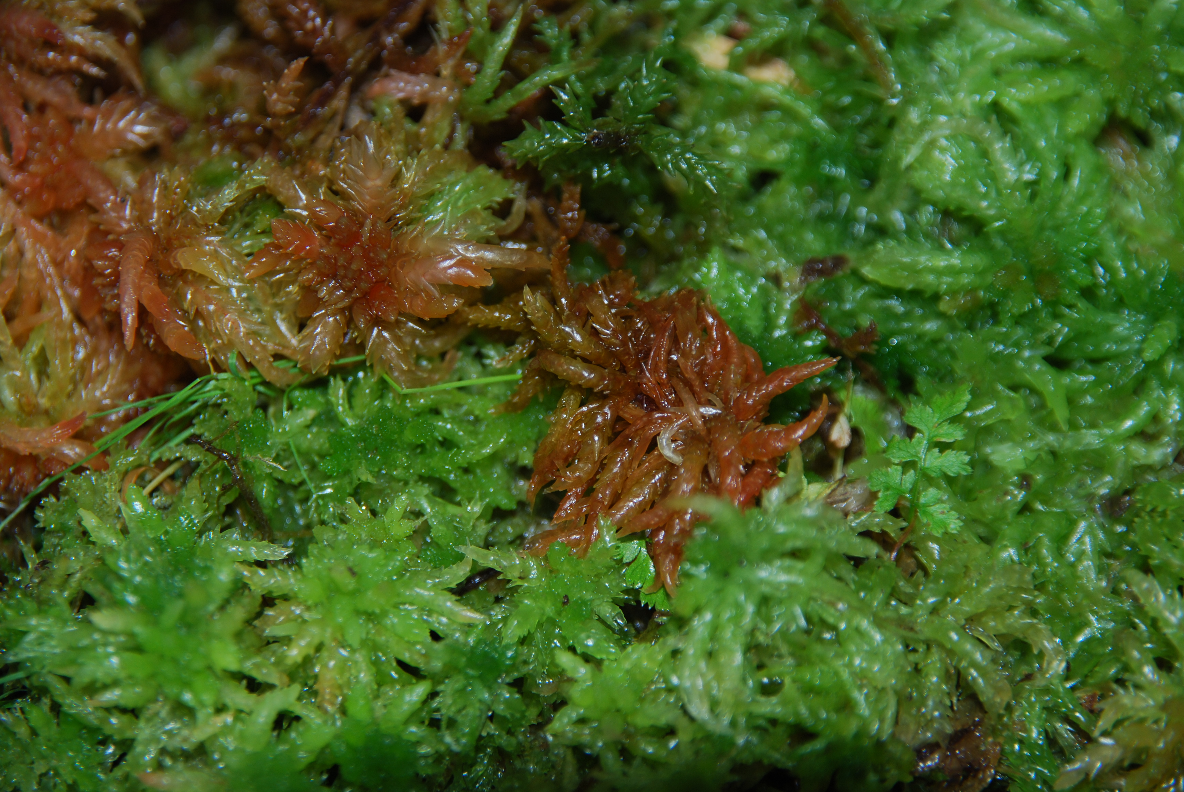 Sphagnum moss 200 gr 