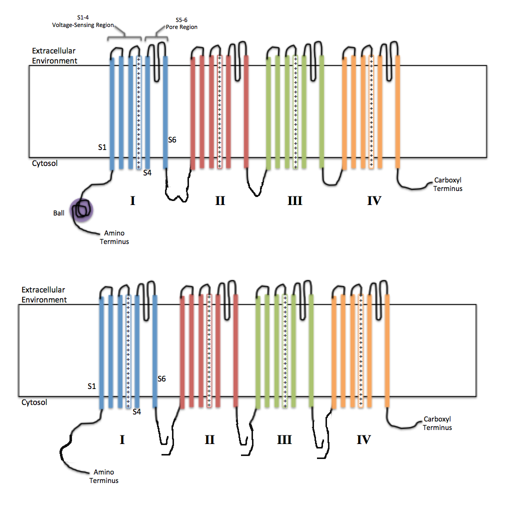 voltage gated ion channels