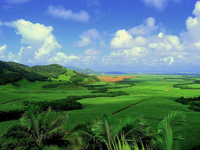 File:Sugarcane plantation in Mauritius (reduced colour saturation).jpg