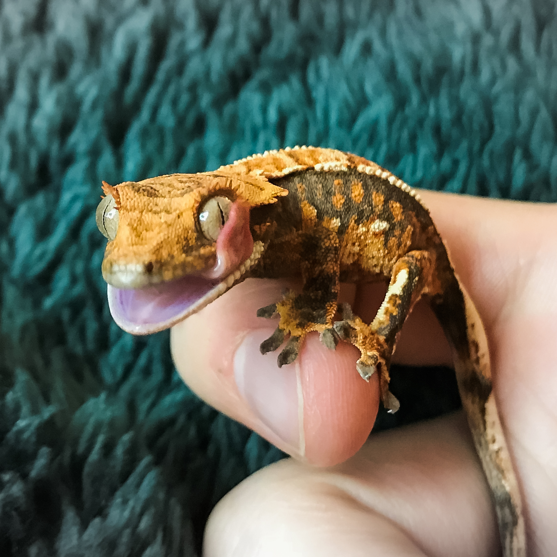 giant crested gecko