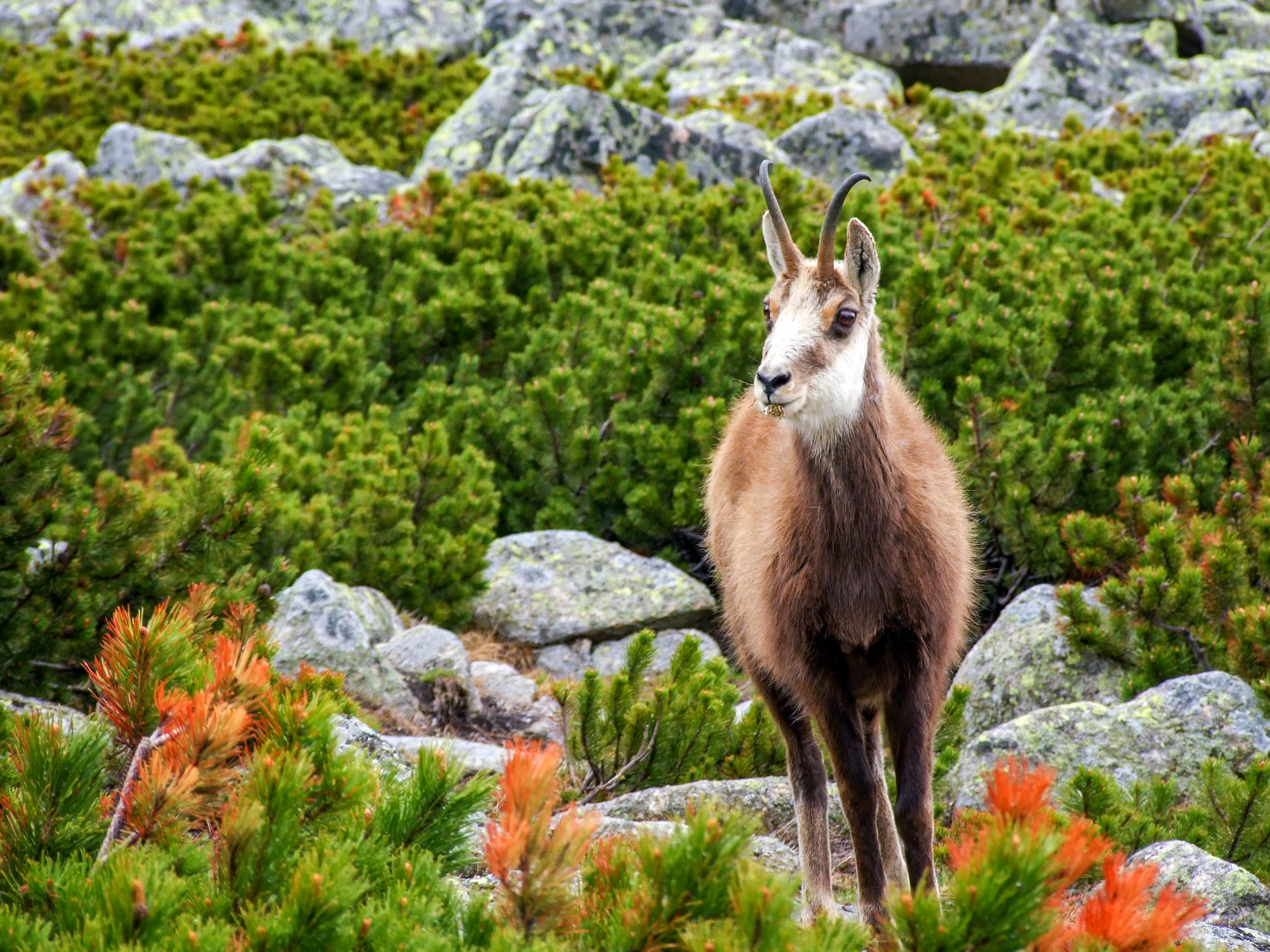 Chamois (Rupicapra rupicapra) - National Park Wildlife