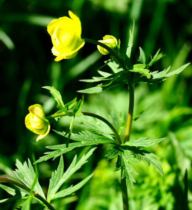 Trollius komarovii