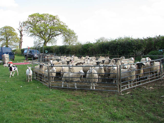 File:Waiting patiently - geograph.org.uk - 1278204.jpg