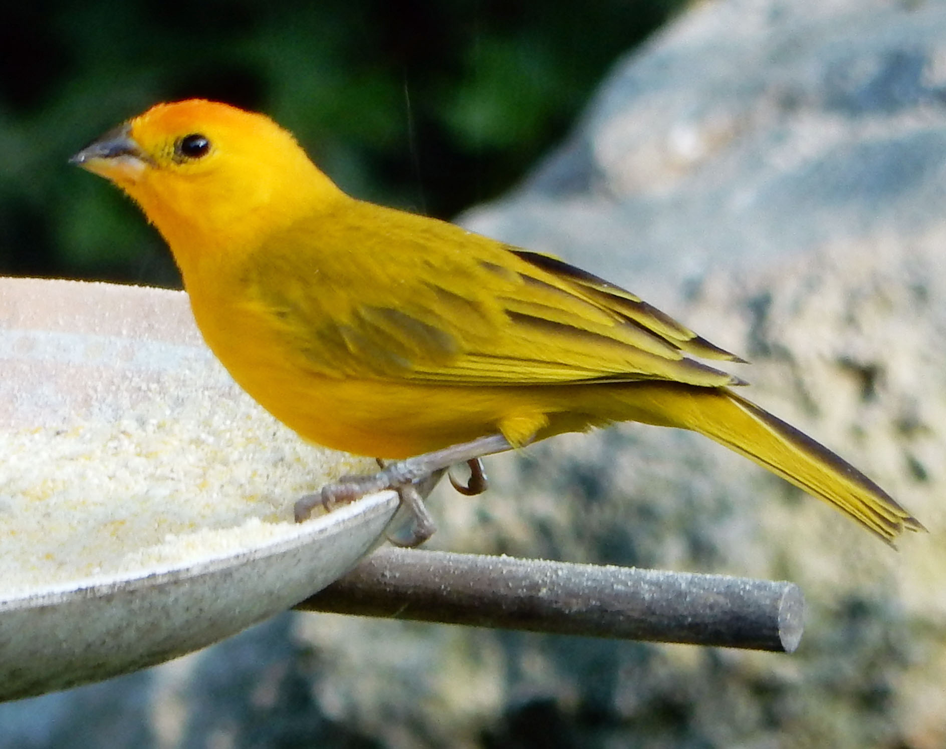 Canary Bird Breeding Costs