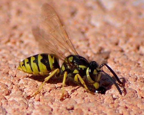 File:Yellowjacket by the pool.jpg