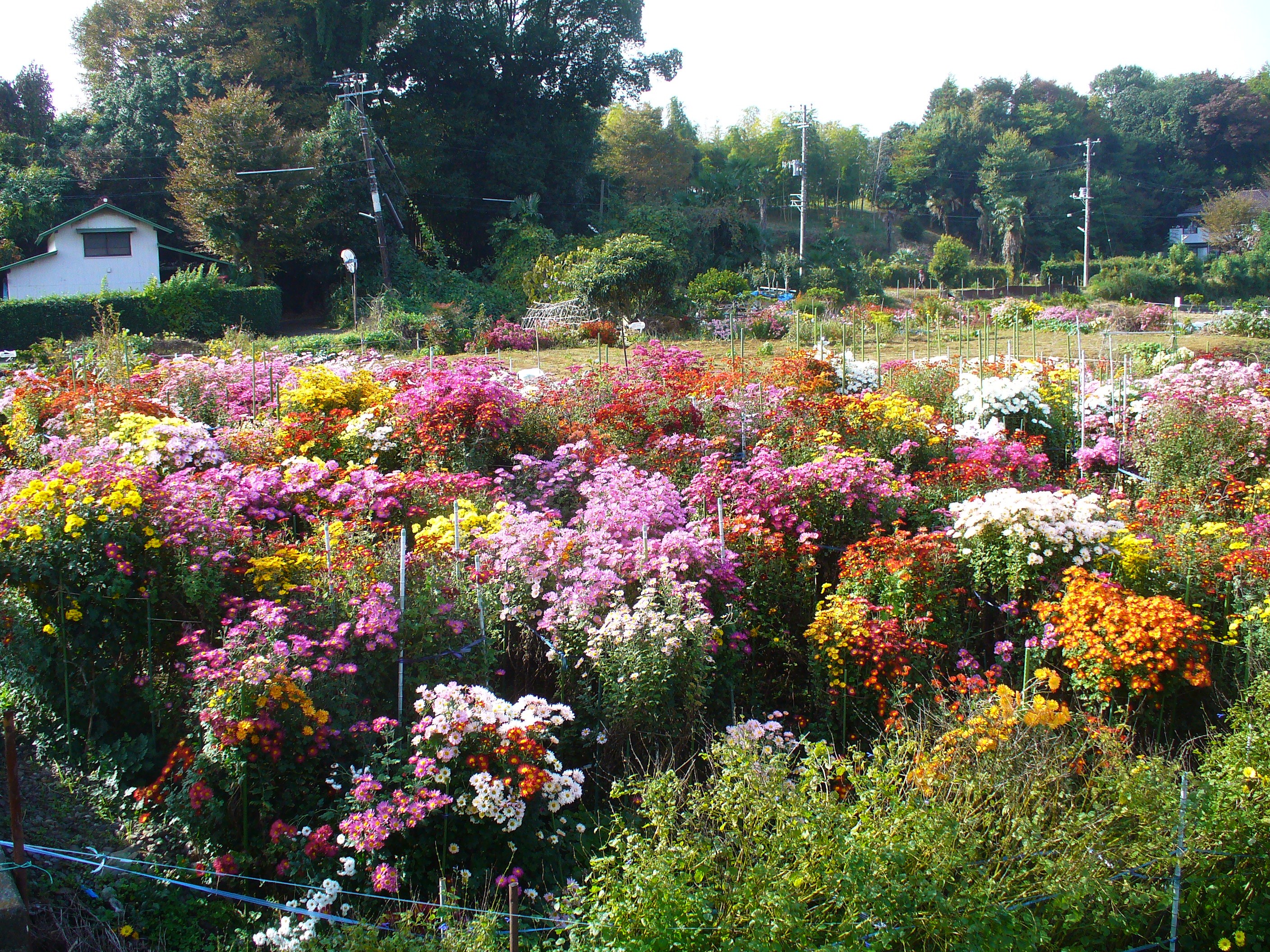 File 菊の百花繚乱 Panoramio 1 Jpg Wikimedia Commons