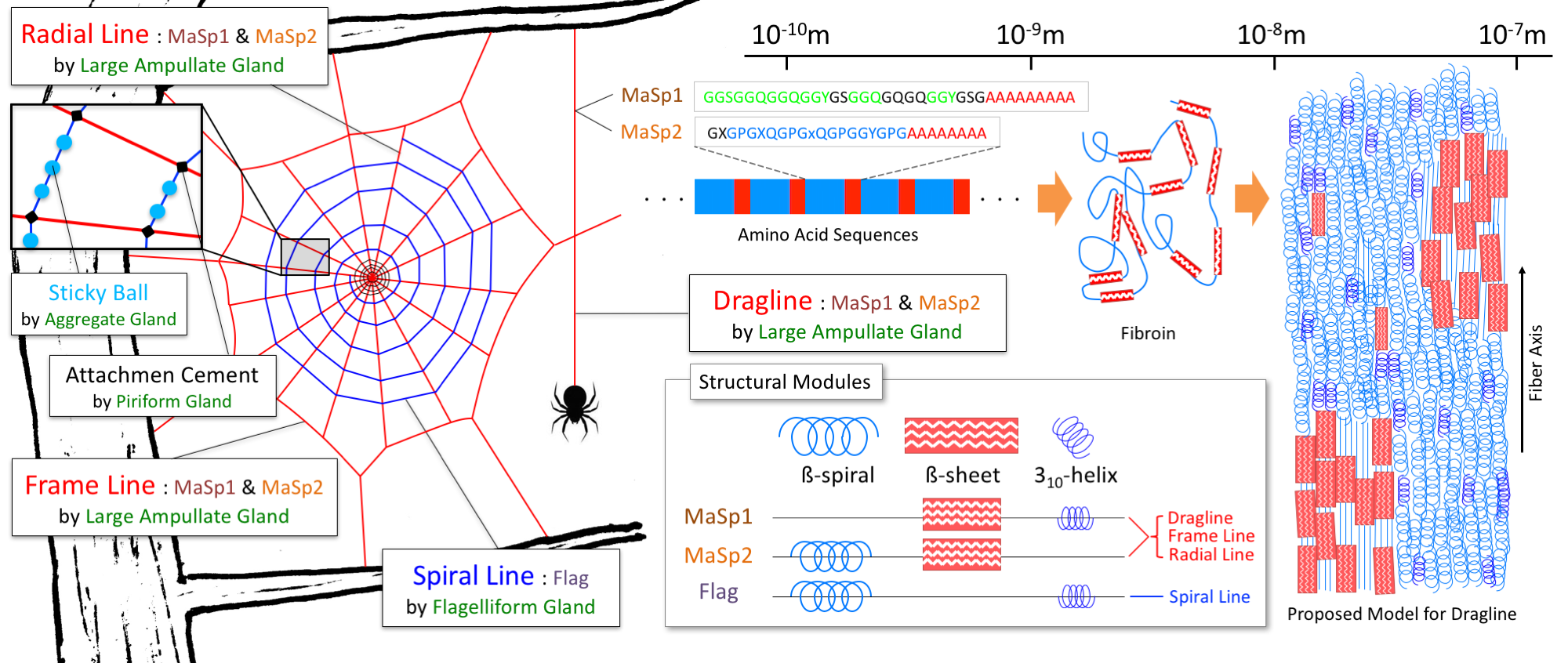 Recombinant Spider Silk Bioinks for Continuous Protein Release by