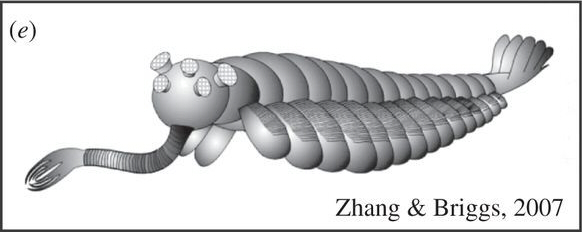 File:2007 outdated Opabinia regalis.jpg