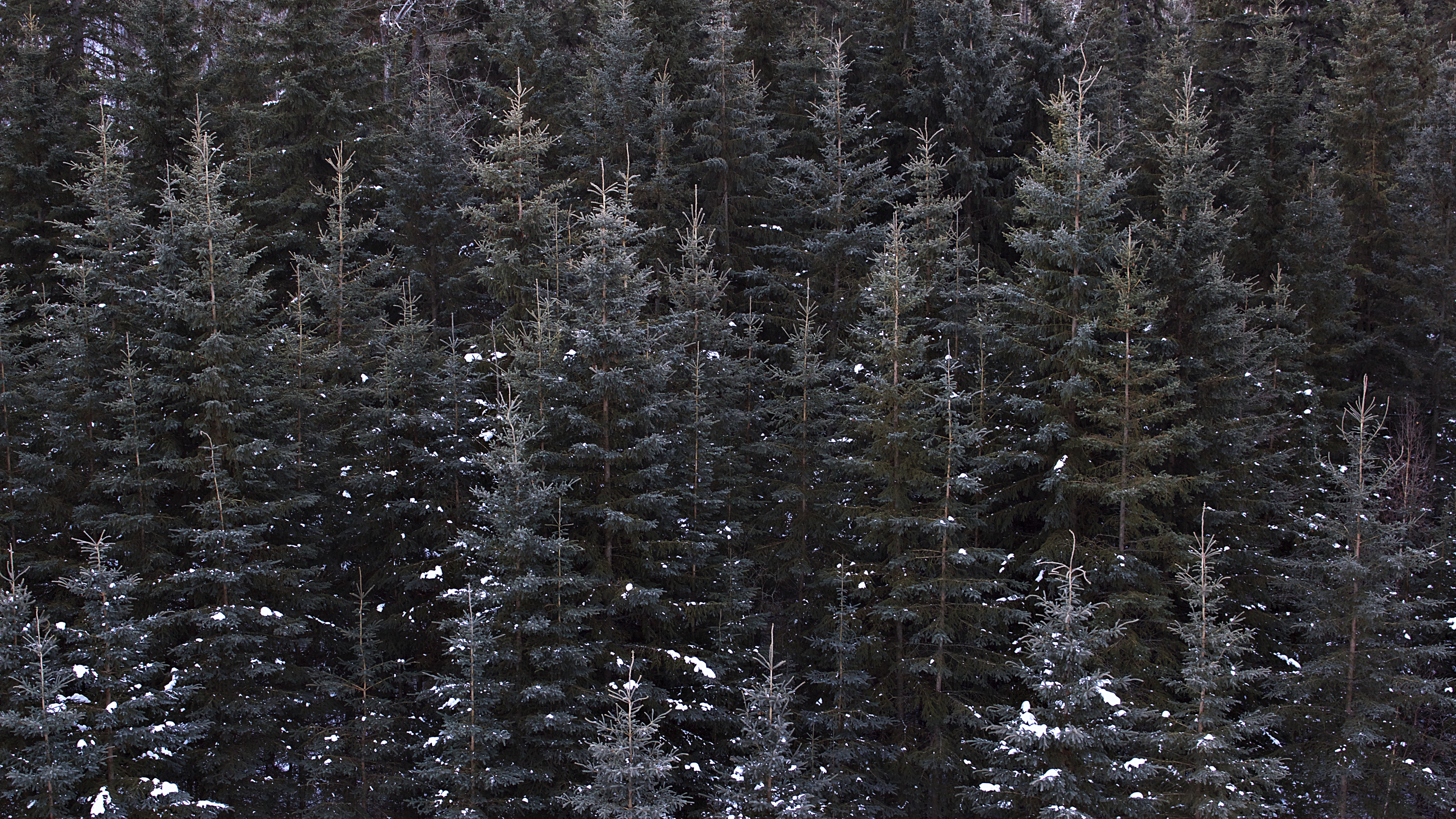 Lots of trees. Темный ельник. Лес верхушки деревьев. Макушки елок в лесу. Елка в лесу.