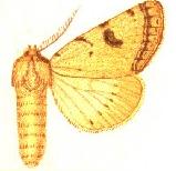 <i>Ctenusa varians</i> Species of moth