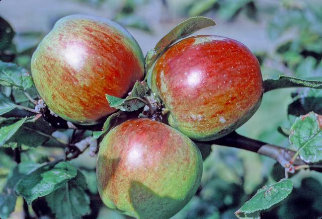 File:Alnarp's Favorit on tree, National Fruit Collection (acc. 1968-056).jpg