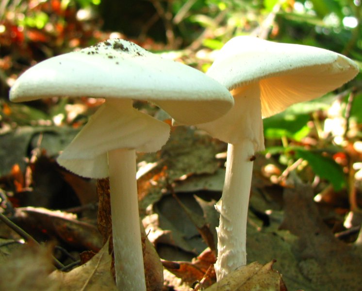 File:Amanita bisporigera 15954.jpg