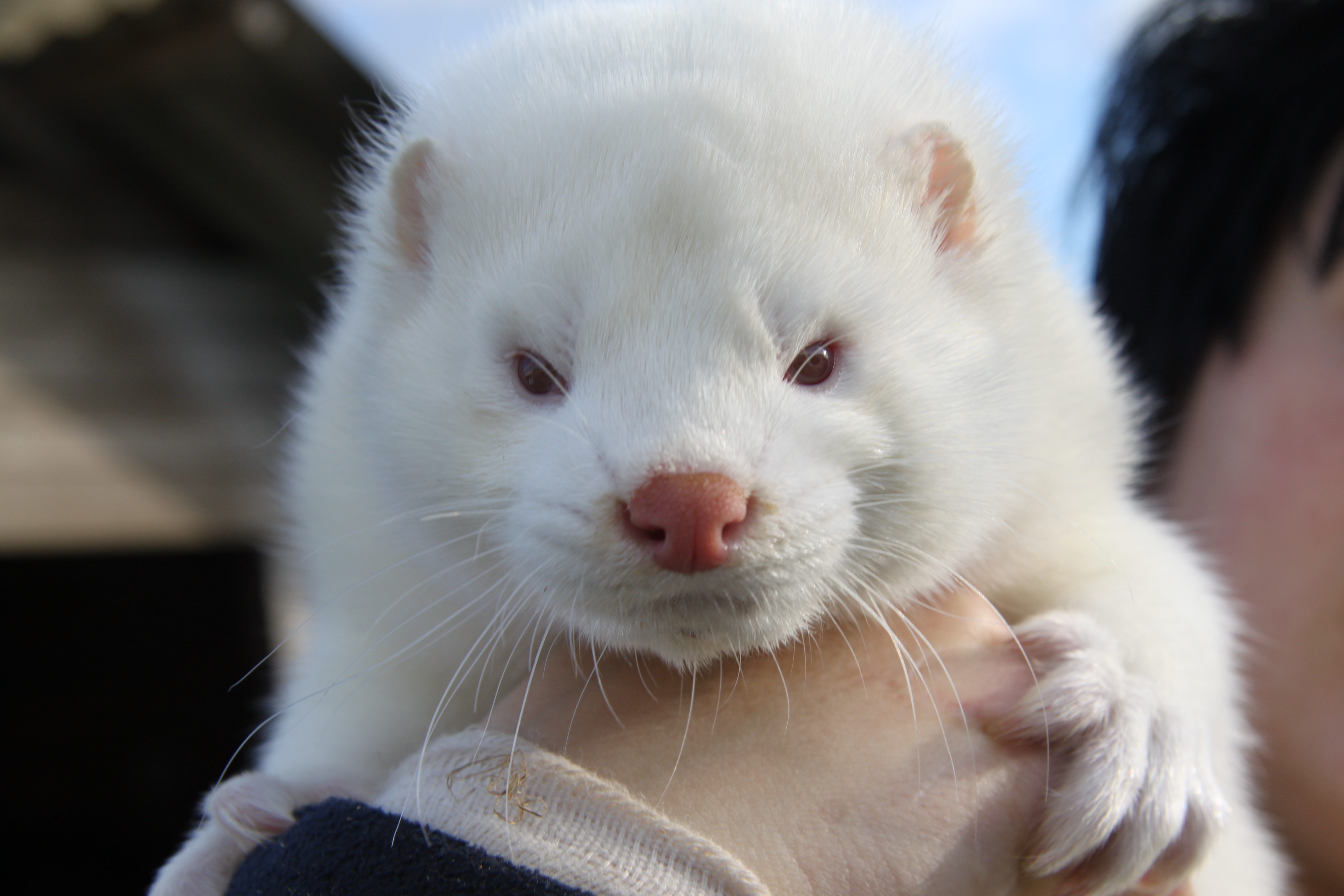 Fileamerican Mink White Wikimedia Commons