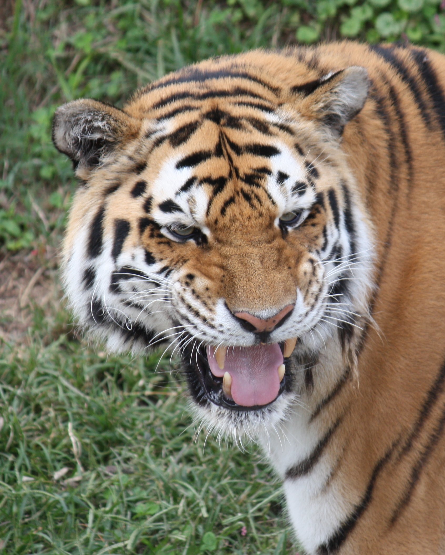 File Amur Siberian Tiger 001 jpg Wikimedia Commons