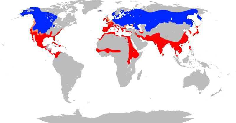 File:Anas clypeata distribution map.png