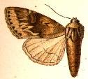 Andropolia dispar.JPG