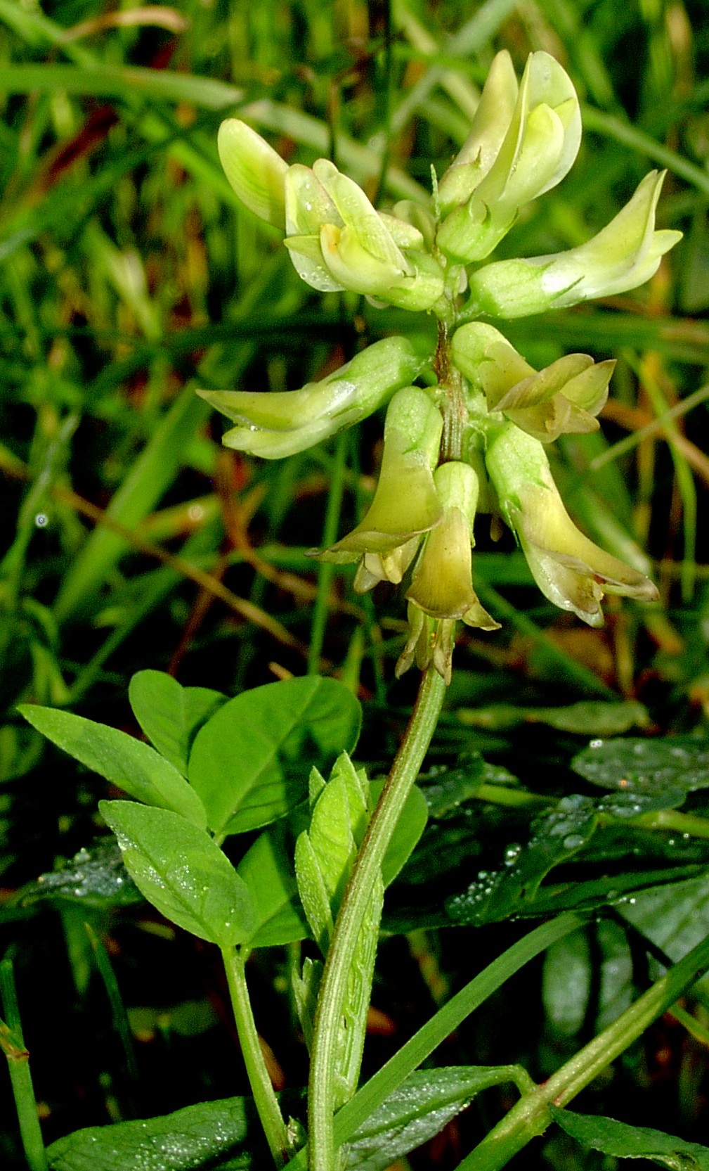 Mythe Railway Nature Reserve