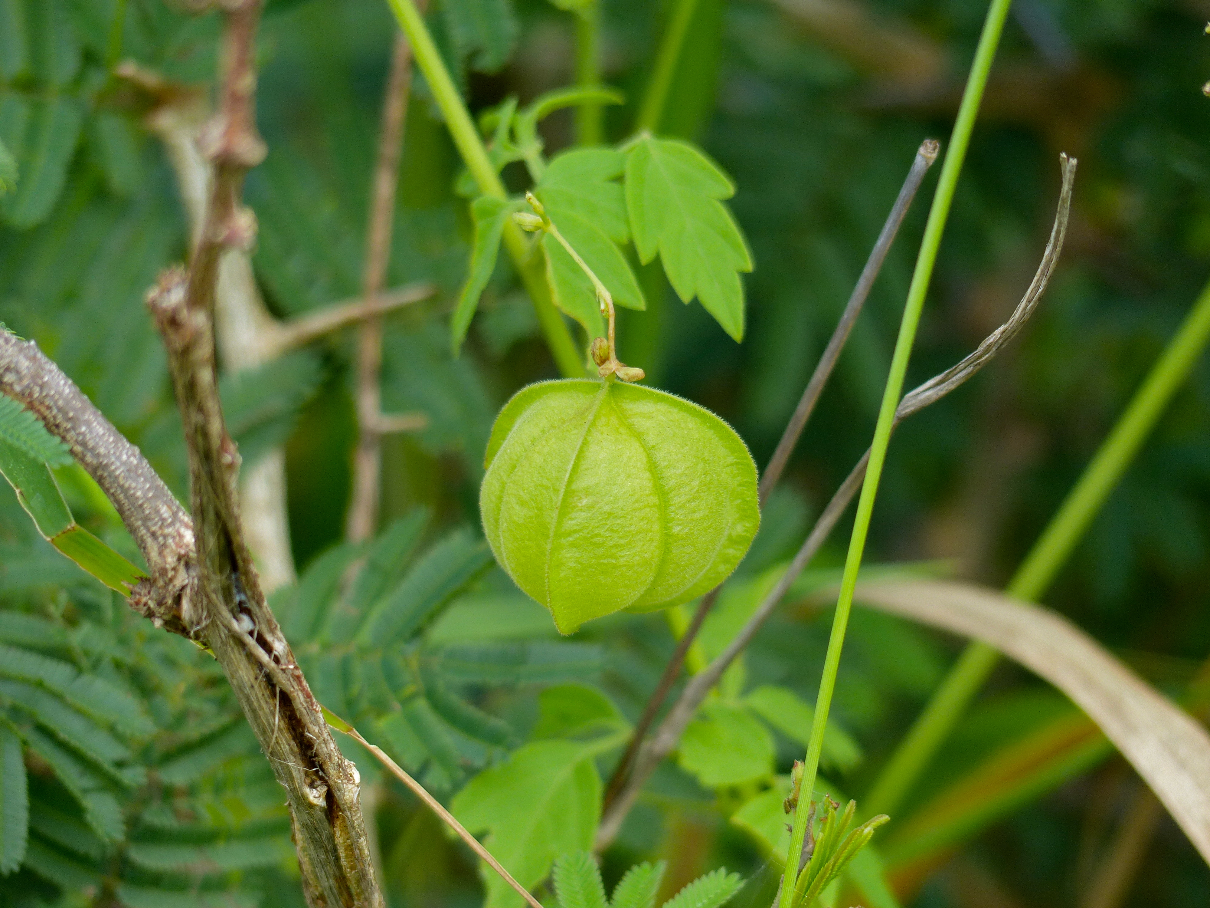 File Balloon Vine Cardiospermum Grandiflorum Fruit Jpg Wikimedia Commons