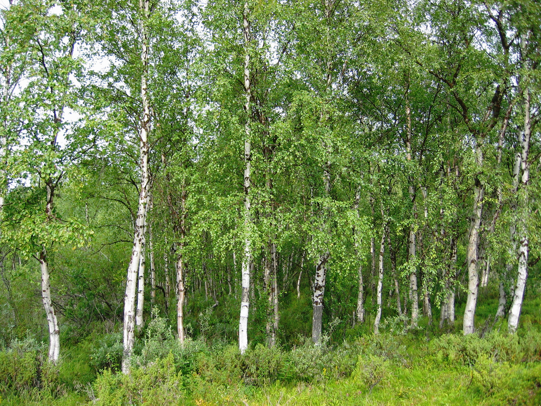 Home - The Birch Factory