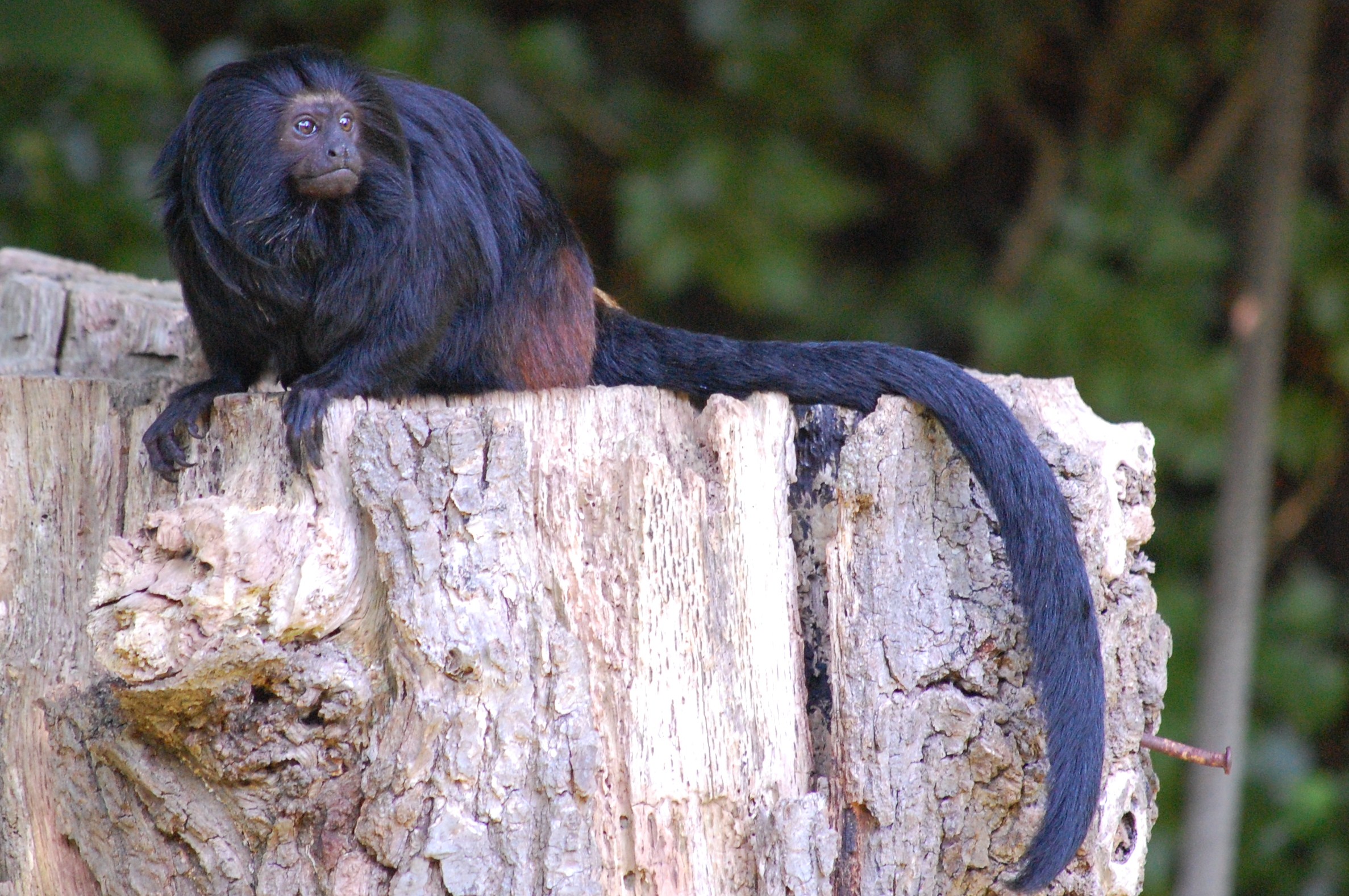 File:Black Lion Tamarin.jpg - Wikimedia Commons