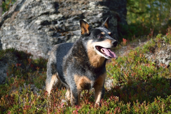 File:BlueHeelerBandit.JPG