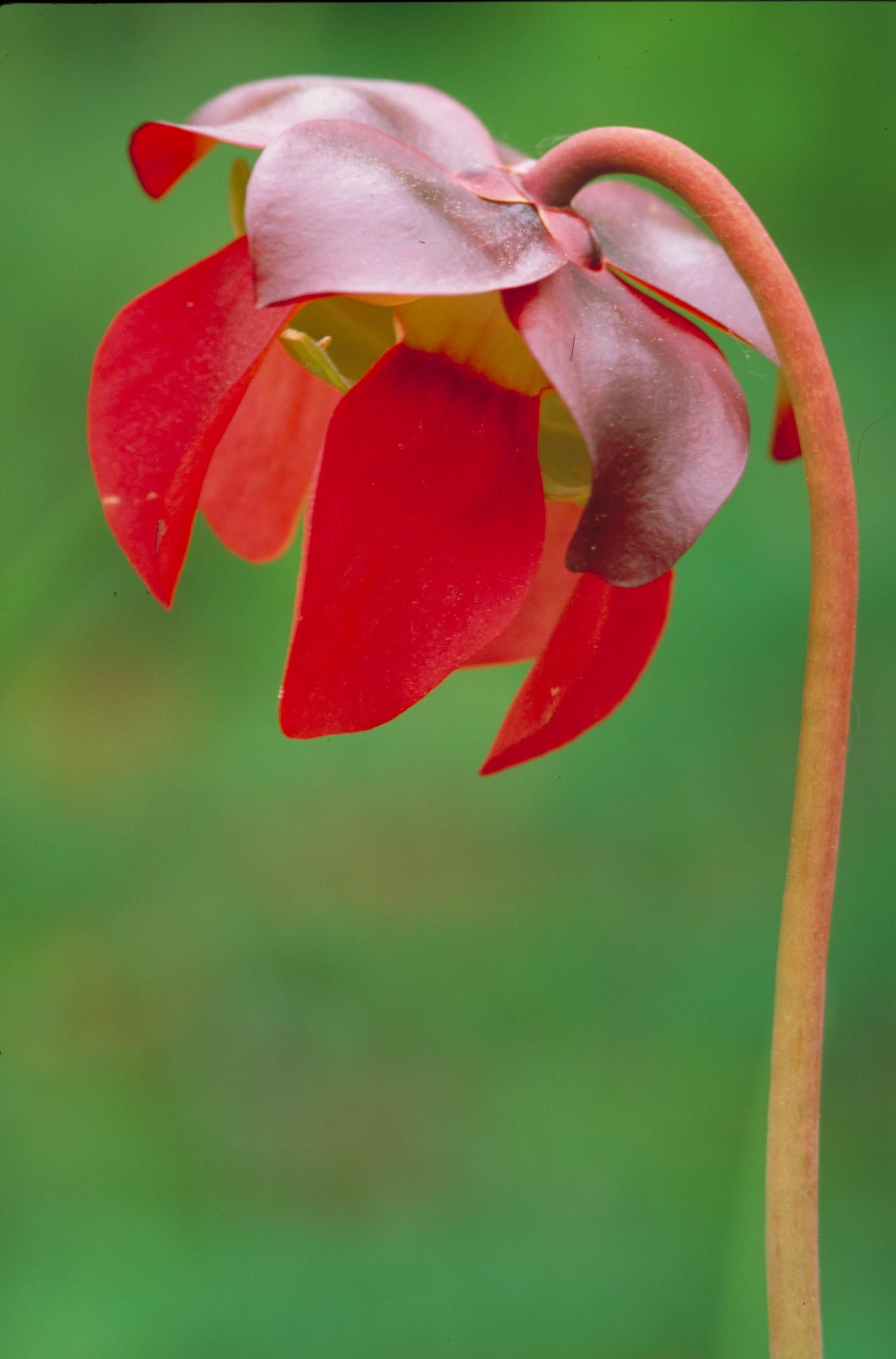 File:Bright red wildflower with green grass as  - Wikimedia  Commons