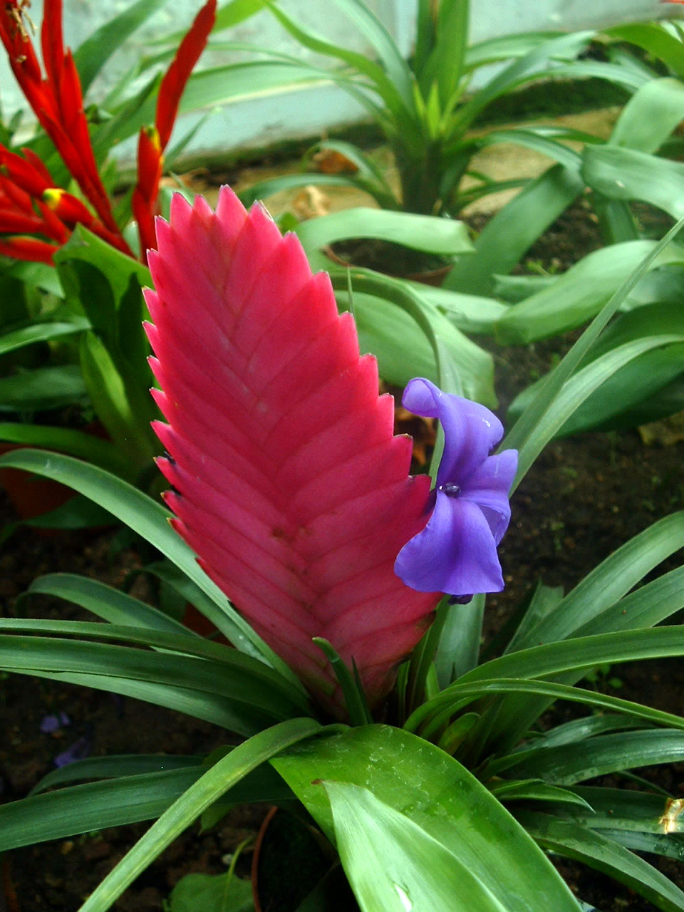 Blå tillandsia