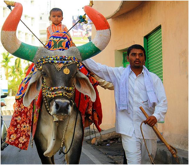 Image result for decorated indian bull