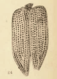 Buprestis saxigena
(1890 illustration) Buprestis saxigena Scudder 1890 pl2 Fig24.png