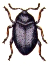 <i>Colaphellus</i> Genus of leaf beetles