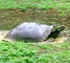 Santiago Island giant tortoise Species of turtle