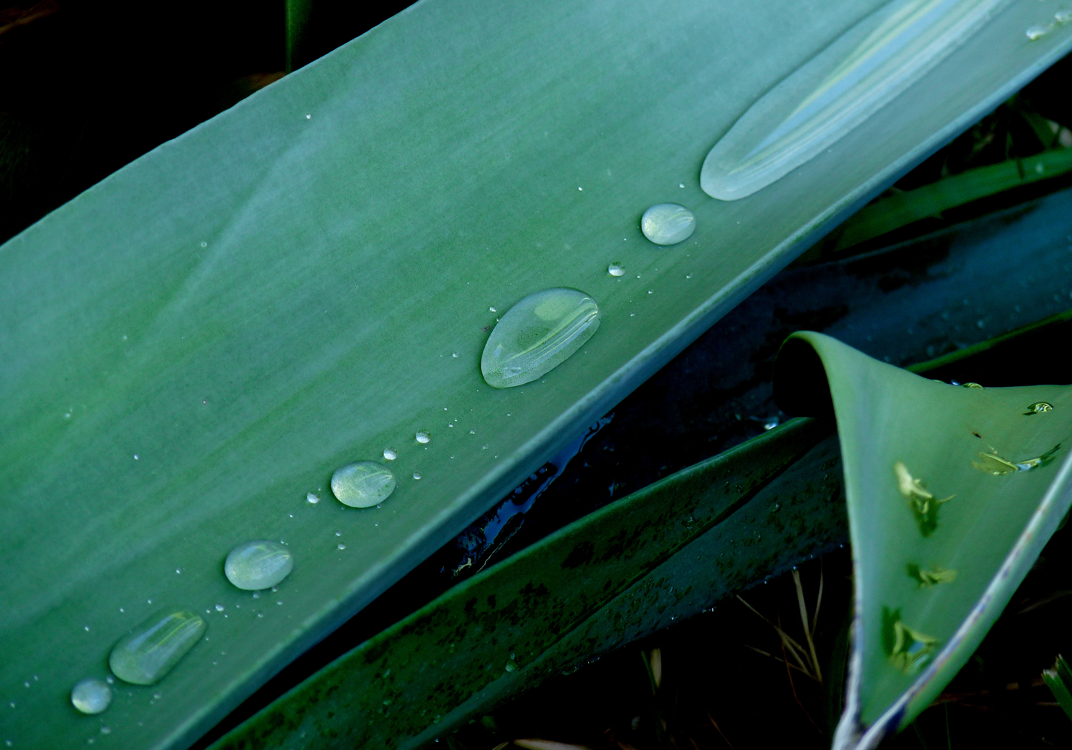 Closeup of an agava leaf with water on it.