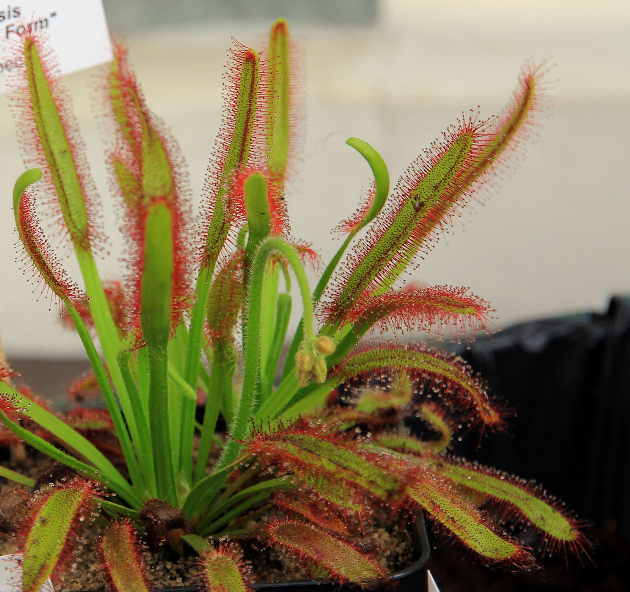 Drosera capensis Exhibition of Carnivorous Plants Prague 2016 1.jpg