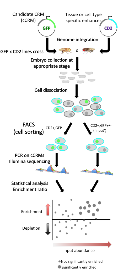 Enhancer-FACS-seq