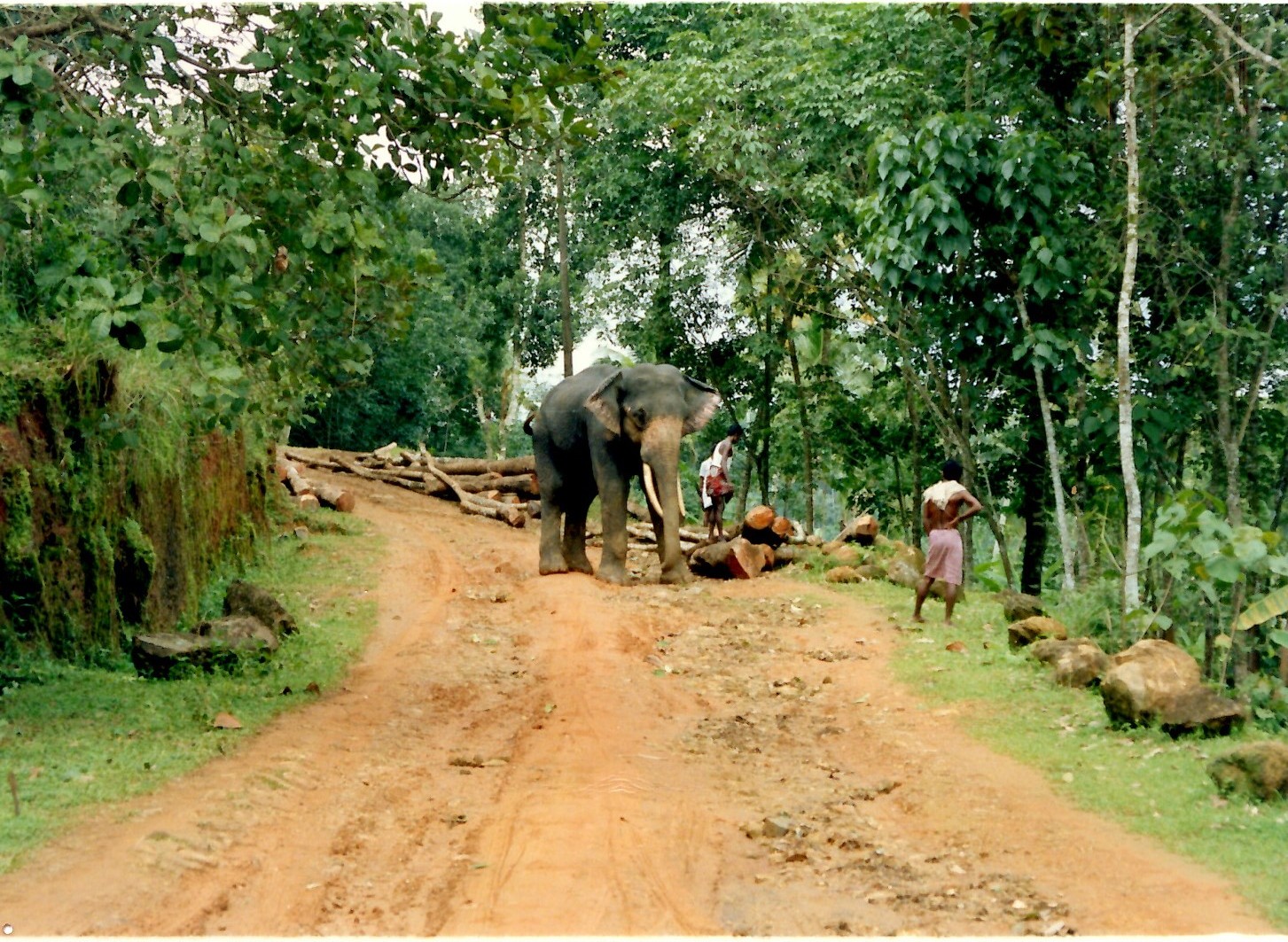 Safari Elephant Trek Самуи. Сафари Элифант трек Самуи. Кок Чанг сафари где находится.