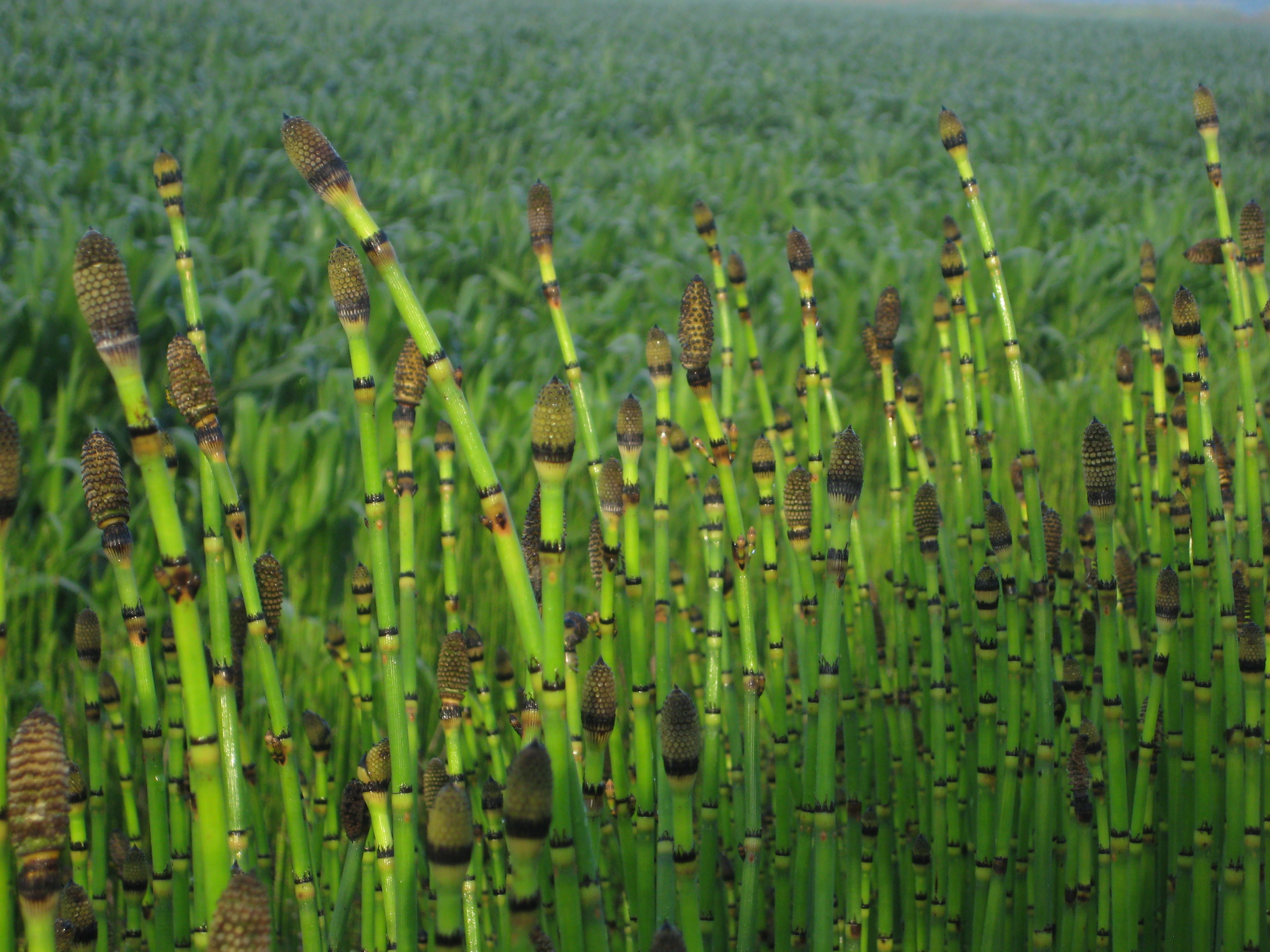 Хвощ водное растение. Хвощ зимующий. Хвощ зимующий Equisetum hyemale. Хвощ зимующий(Equisetum hyemale l.). Хвощ полевой (Equisetum arvense).