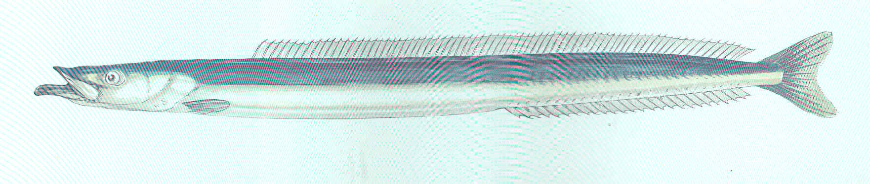 File:Fishhooksizes.jpg - Wikimedia Commons