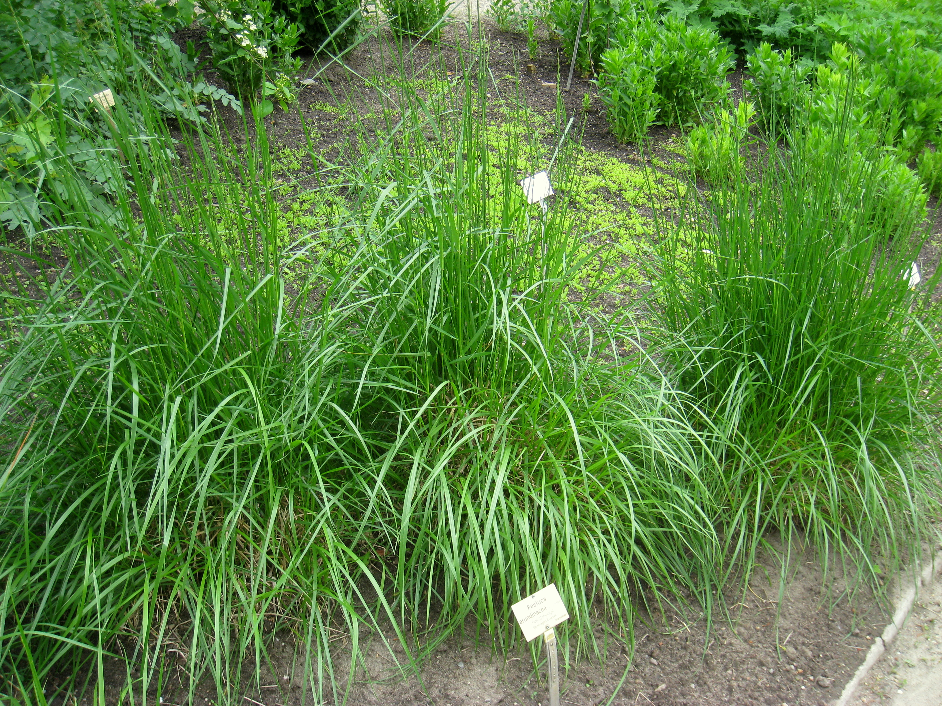 Овсяница тростниковидная. Овсяница тростниковая Festuca arundinacea. Овсяница тростниковая (Festuca arundinacea l.). Овсяница тростниковая для газонов. Овсяница красная волосовидная.