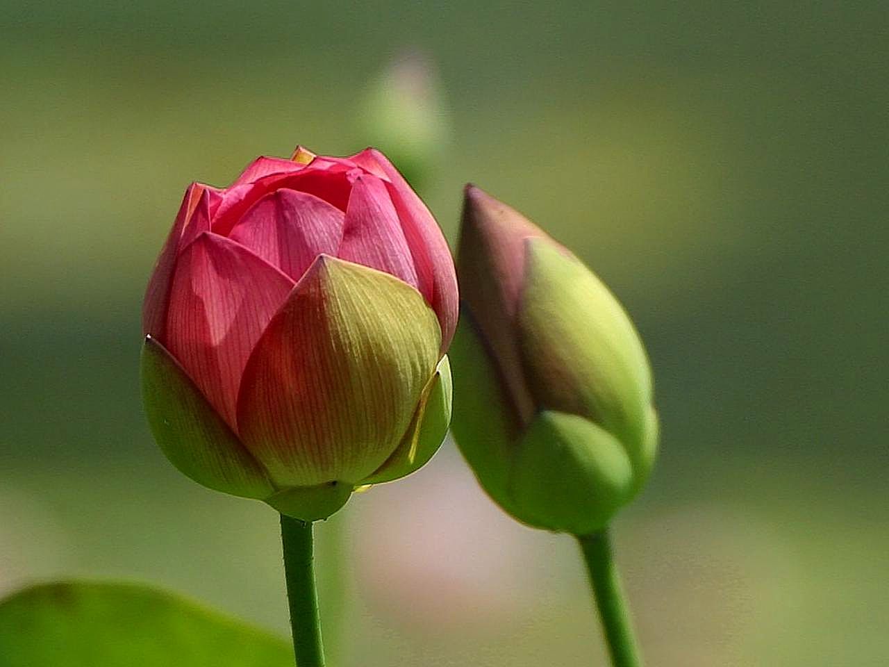 types of flower buds