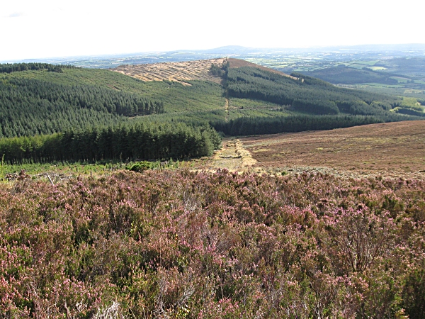 File:Forest and Heathland - geograph.org.uk - 1493107.jpg