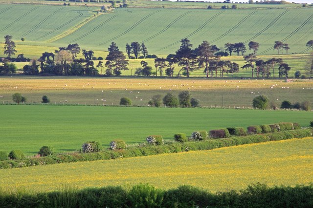 Gussage Down. - geograph.org.uk - 428081