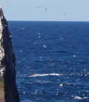 Hasselwood Rock ragt nur leicht aus dem Wasser erkennbar an der weißen Gischt, im Vordergrund der Rockall-Felsen